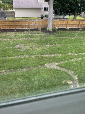 This is my lawn 8 weeks after Groundhog Turf Care spilled gasoline on my lawn. This is what they call "fixed"