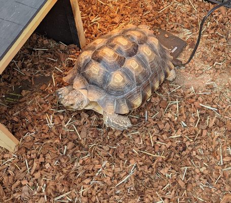 I was not expecting a turtle in the greenhouse!