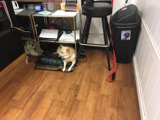 Lucy and Ani at the front desk.