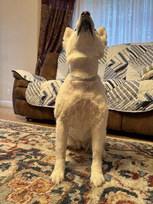 Uneven haircut, did not even groom face, ears, nor paws... just stopped at the neck