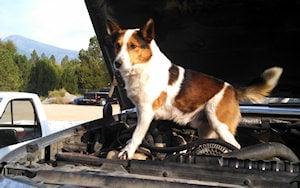 Tex, top dog at Kootenai Garage