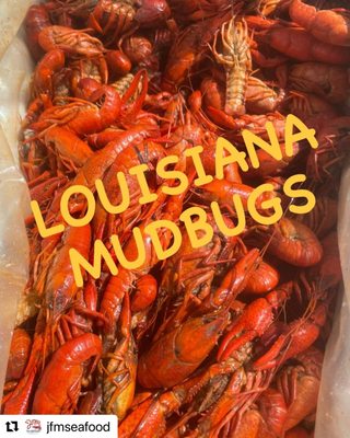 Louisiana Cooked Crawfish