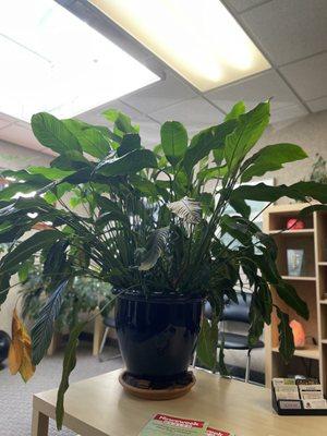 Beautiful Peace Lily.