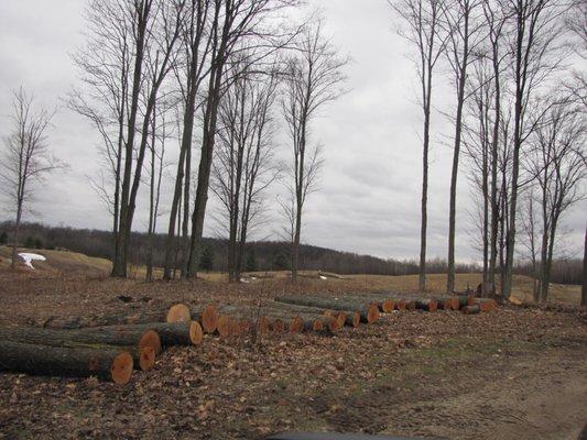 Lot clearing & Logging service Call us today to learn the value of your wood. 231-492-7985