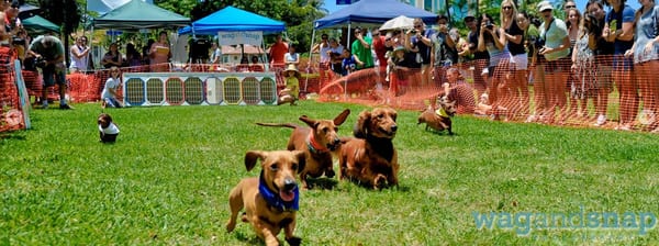 This photo is courtesy of Wag and Snap from the official Hawaii Wiener Derby website. I just want to show people what it's like.