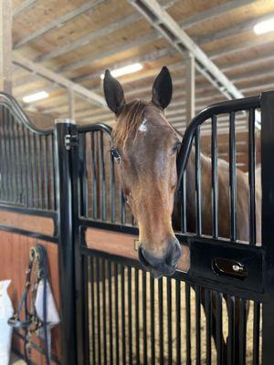 Beautiful clean, stall fronts with nicely bedded stalls makes for a happy horse!