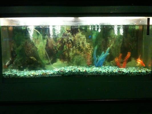 the fish tank