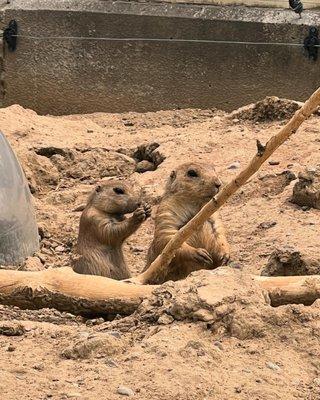 Prairie dogs