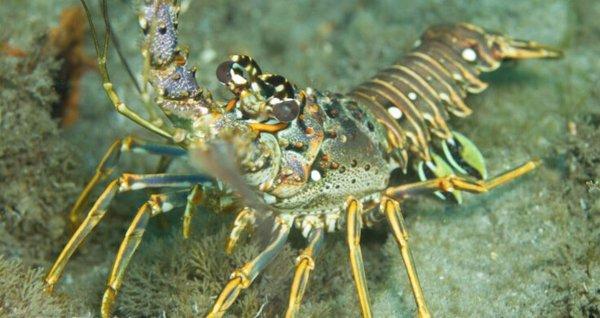 Bahamian Reef Seafood Restaurant