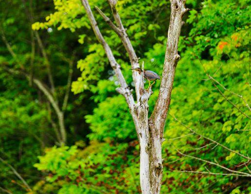 Green Heron in a tree near the wetland.