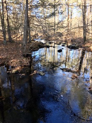 Running water for dogs or your viewing pleasure