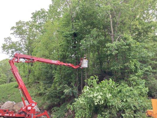 CRW and Son Tree and Land Clearing