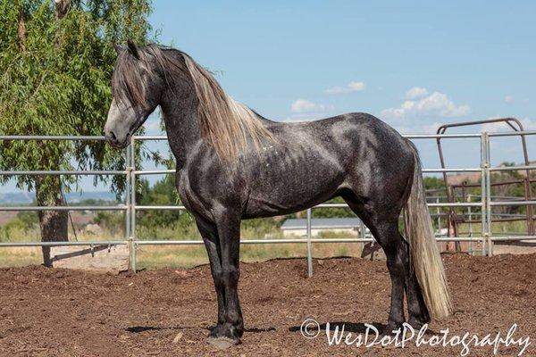 Stallions for SALE!!