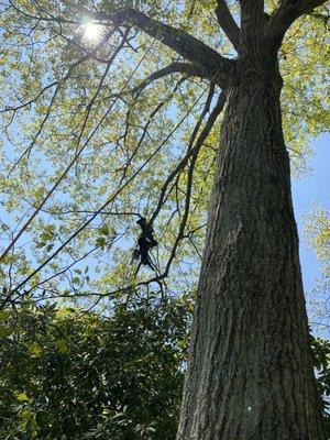 Trimming Oak tree