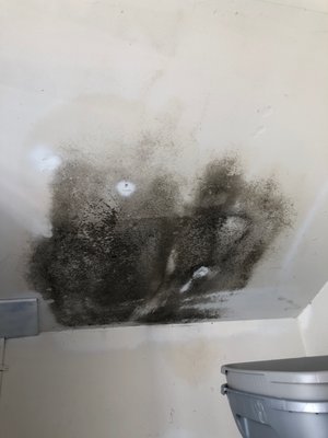 Black mold in storage closet