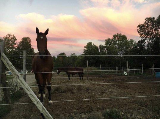 Nice pastures for the horses. (Electric fencing)