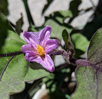 Eggplant flower from Japanese eggplant.