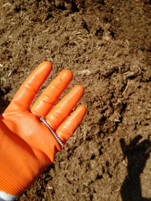 Found in the mulch that was delivered to my home when I ordered certified play area safe cedar wood chips