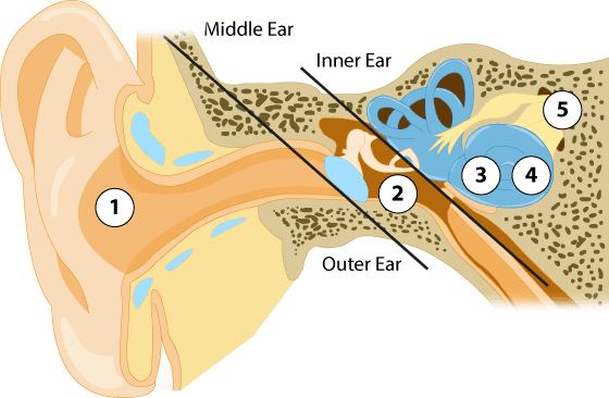 Parts of the Ear