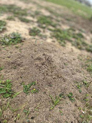 Fire ant mounds are spotted across San Antonio. They can visibly mound up and in some cases be surface level and not exposed.