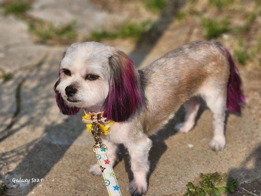 My dog was groomed and colored !! She looks amazing RK grooming has good customer service and very great work