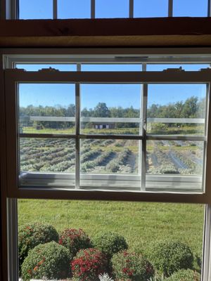 Lavender fields from farm stand