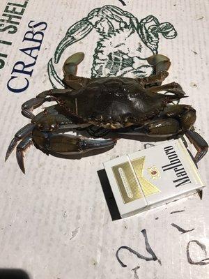 Soft crabs , first out of Florida