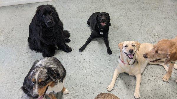 group shot with a newfoundland, a couple labs, and an Australian shepherd