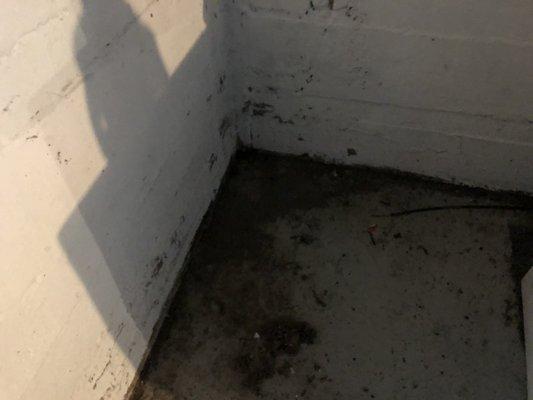 mold and dirt allowed in the basement