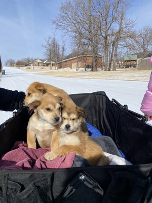 Puppies that were found in freezing weather. They were so malnourished, scared, and had been roaming for a while.