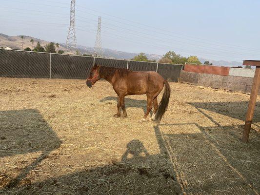 Valley Equine Hospital