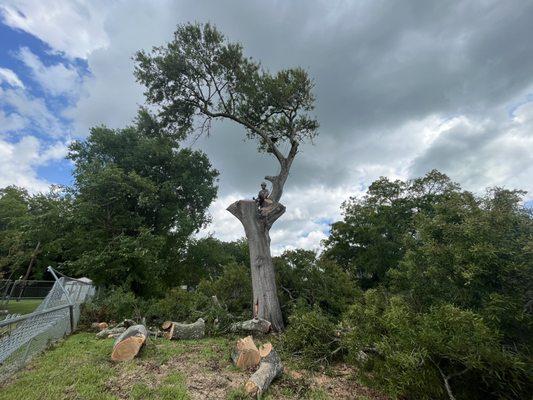 Large oak removal