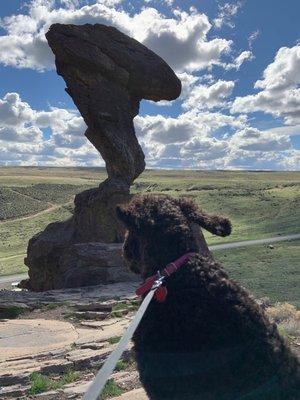 Scout, the office dog, takes a day trip to Balanced Rock!