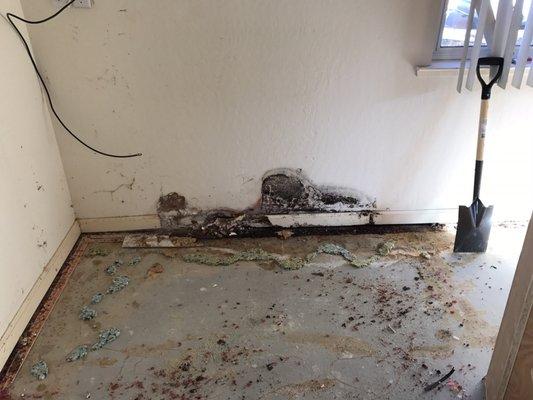 Hidden dry rot uncovered by the workers when removing built-in cabinets.  Full home carpet removal in 1 day.