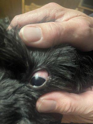 Dogs injured eye