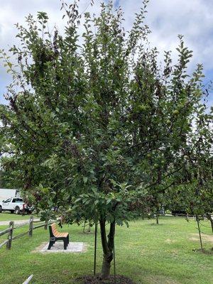 apple orchard