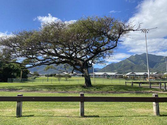 Park with a nice mountain view