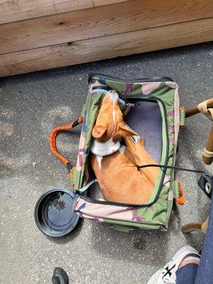 Phoebe can stay in her carrier during brunch.  Sleepy Basenji....