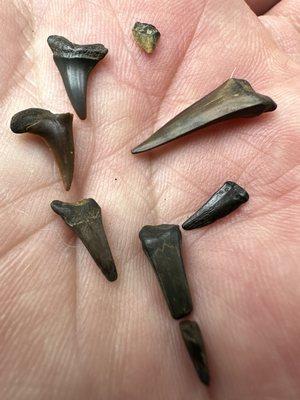 Lots of shark teeth and other fossils in all the creeks around Monmouth County (no tools needed)