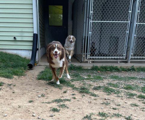 Farm-View Kennels