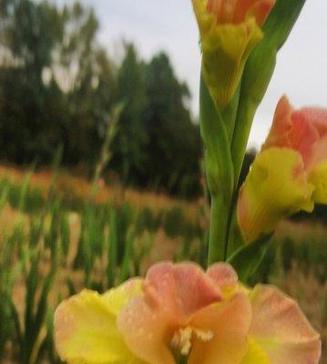 Summerville's Gladiolus