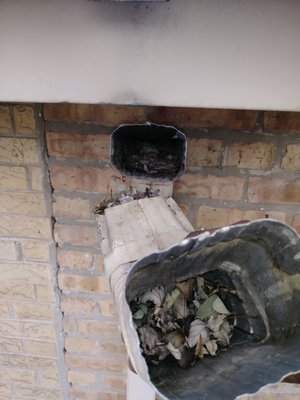 Downspouts are often packed with debris and need to be cleaned!