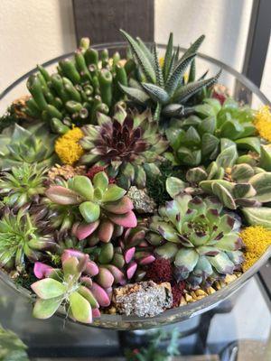 Beautiful succulents