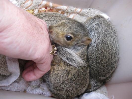 baby squirrel