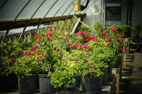 Bougainvilleas