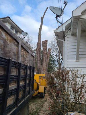 Dennison Tree Removal