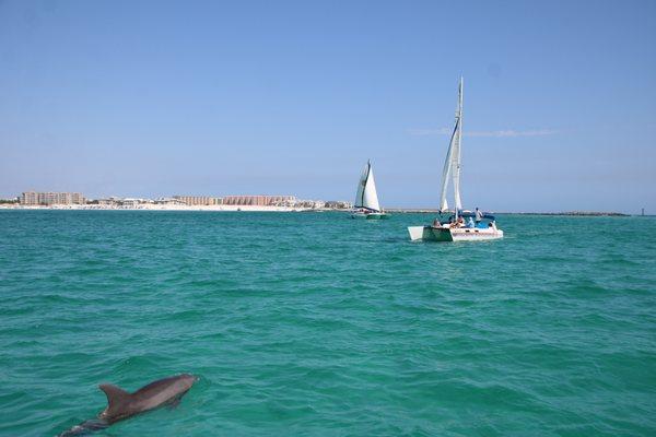 Dolphins love catamarans