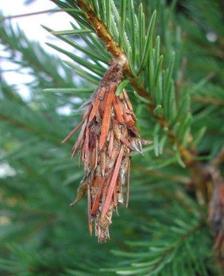 Bagworm sack