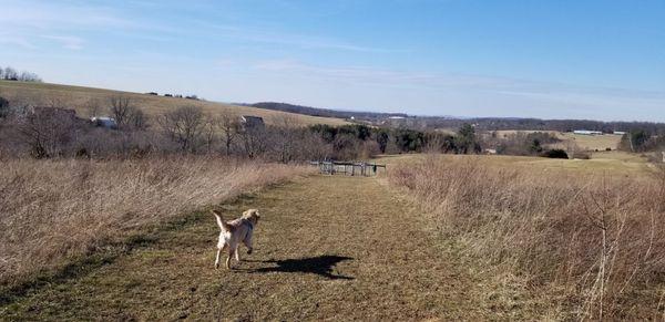 My pup running down the trail to the fenced dog run.