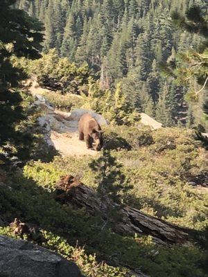 beautiful place and super excited I could see a little bear   09/02/2018